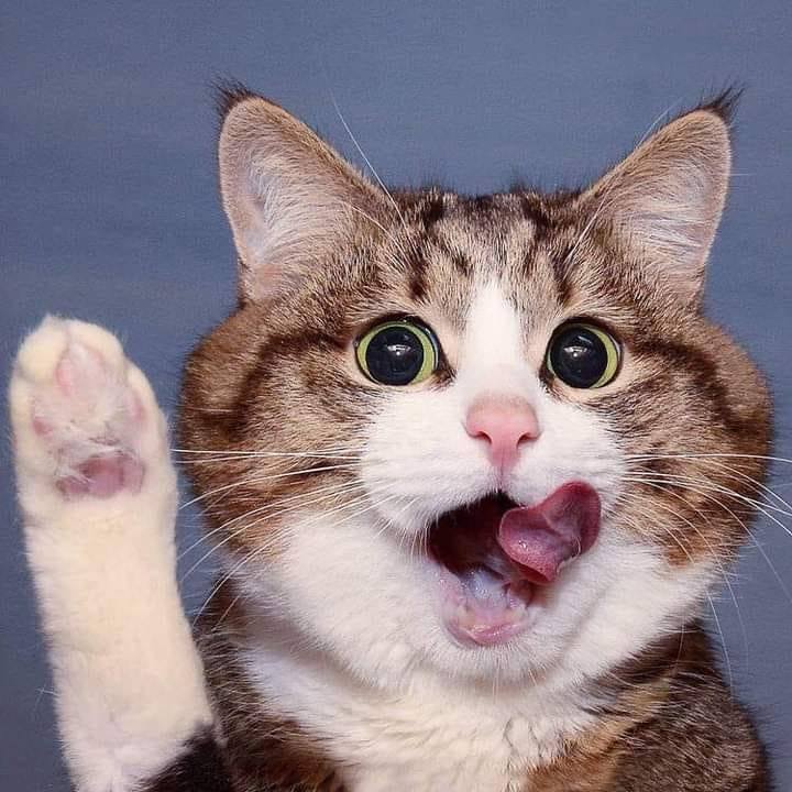 Nguyễn Hoàng Chí Bảo