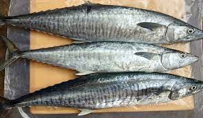 cước câu cá biển